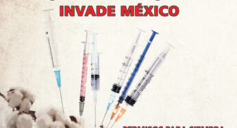 Trasnacionales, permisos para sembrar 2 millones de hectáreas de algodón transgénico