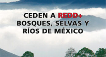 México cede sus bosques y selvas a Redd+