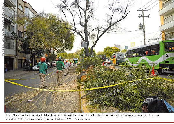 Según el GDF, sólo ha dado permiso para derribar 126 árboles - Contralínea