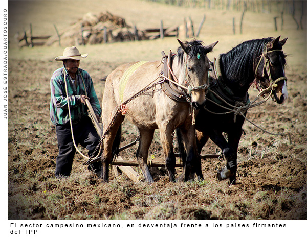 sector-campesino-600