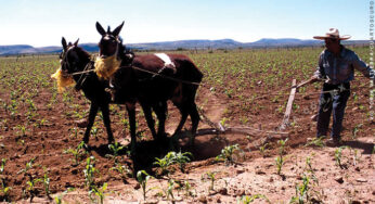 Saldos neoliberales en el agro nacional