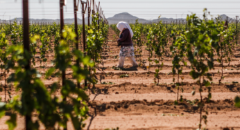 Jornaleros agrícolas, la esclavitud contemporánea