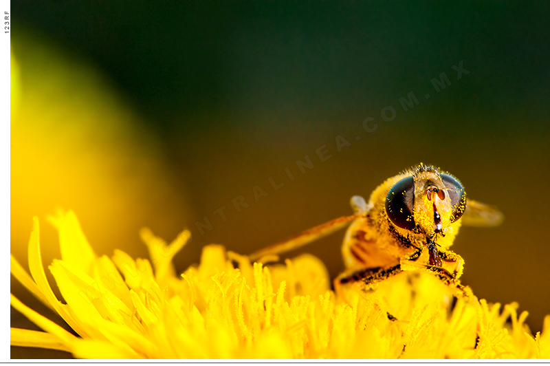 abeja-flor