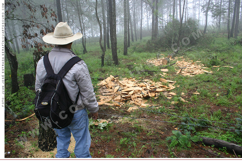 crimenes ambientales