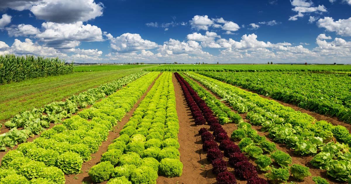 Gobierno anuncia plan de soberanía alimentaria