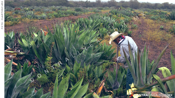 Apoyos serán orientados a pequeños productores: AMLO