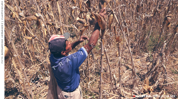 FAO elige a México para cambiar el sistema de alimentación