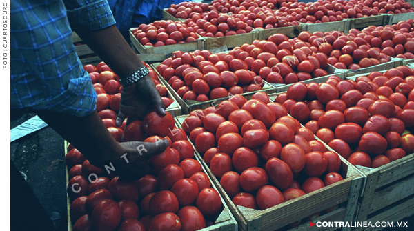 Más de 400 mil afectados por antidoping al tomate mexicano: Seade