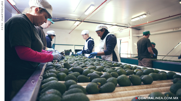 Encarecimiento del aguacate, por especulación y disminución natural de la producción: Sader