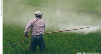 Gobierno entregará 280 mil toneladas de fertilizantes a agricultores