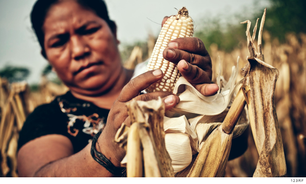 Productores de maíz, sin inversión gubernamental para agricultura sostenible