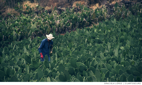 Construyen un monumento a la desorganización en Milpa Alta