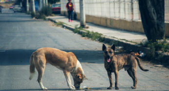 Animales no transmiten Covid-19; desinformación alienta abandono de mascotas