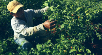 Campo mexicano, atrapado entre el coyotaje agrícola y el transportista