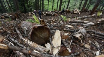 Talamontes amenazan de muerte a defensora del bosque de Acaxochitlán, Hidalgo