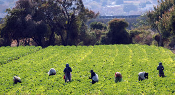 PEC recorta créditos y seguros al campo: CEDRSSA