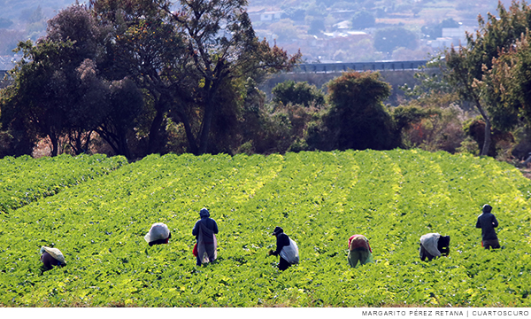 PEC recorta créditos y seguros al campo: CEDRSSA