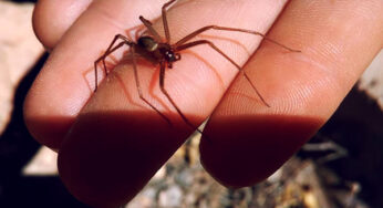 Pacientes de mordedura de araña violinista pueden sobrevivir si tienen atención oportuna