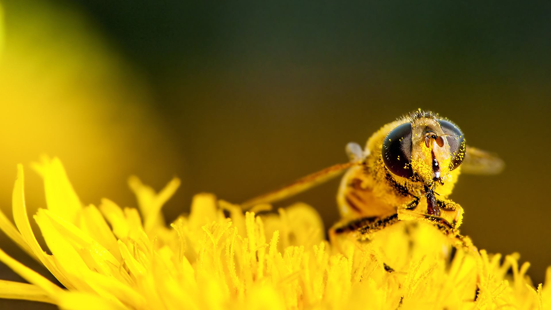 Por pesticidas y deforestación, México ha perdido 30% de colmenas