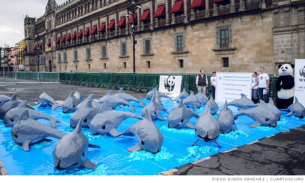 Protesta para conservar a la vaquita marina