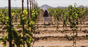 Jornaleros agrícolas, de los más vulnerados ante Covid-19