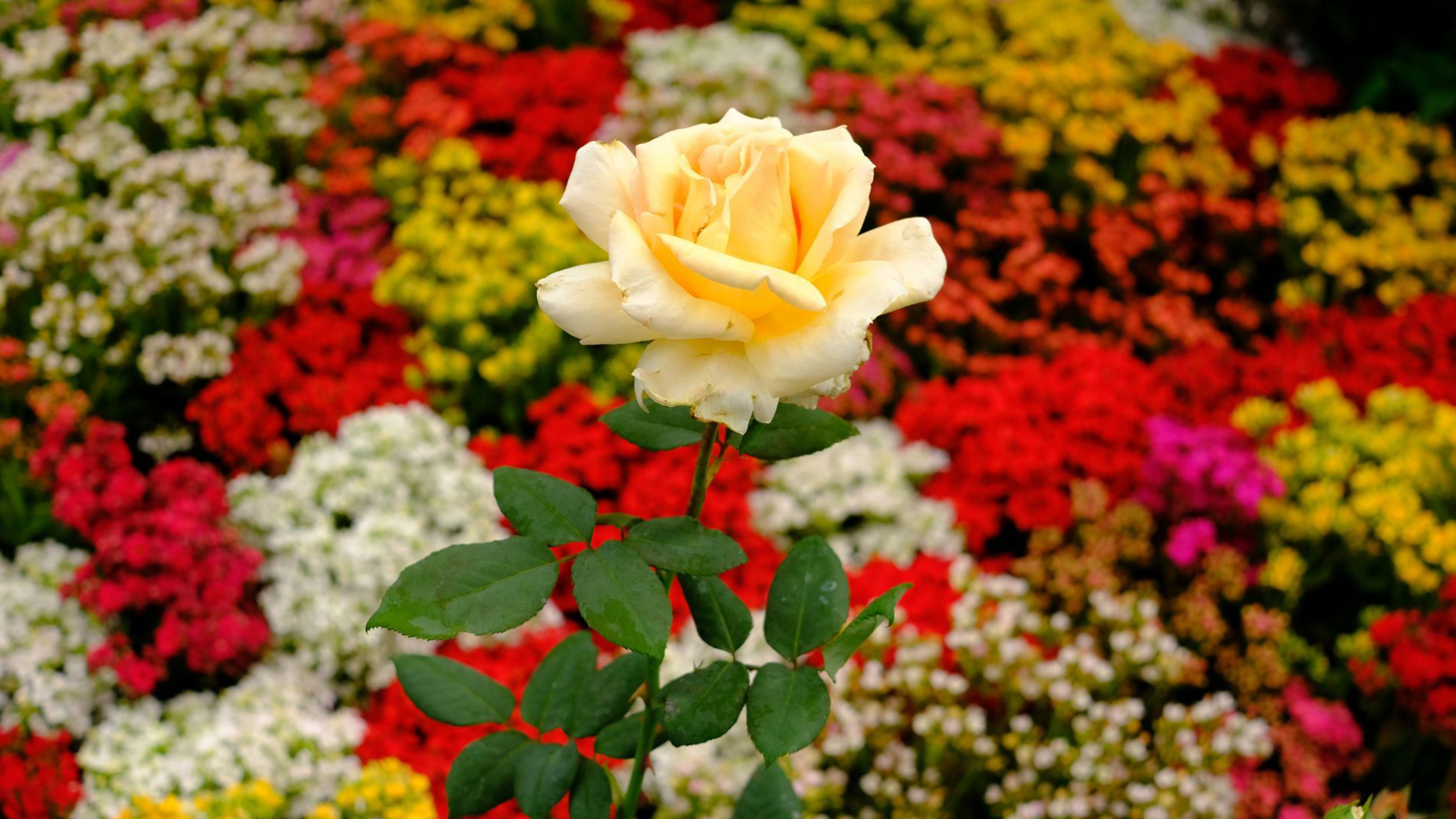 imagen de una rosa color naranja frente a un cargamento de flores