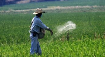 Gobierno entregará 352 mil toneladas de fertilizantes a pequeños productores