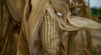 AMLO llama a campesinos a producir más maíz, frijol, arroz y trigo