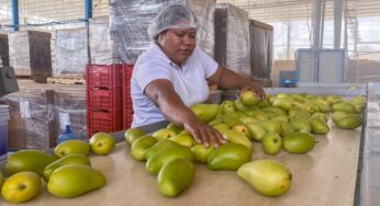 En producción agroalimentaria, alza de 2.7 millones de toneladas