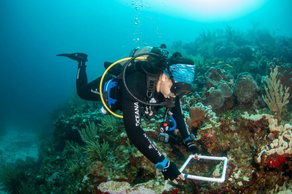 Buzó explorando un arrecife de coral