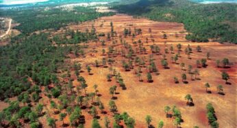 En COP26, México firma pacto para detener la deforestación