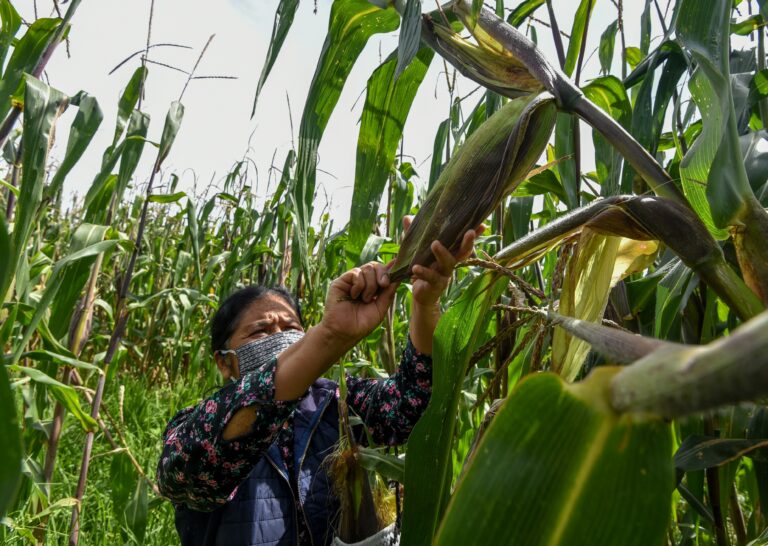 Los programas que han beneficiado al campo continuarán, junto con otros apoyos para los pequeños productores, indicó Sheinbaum