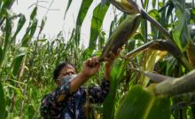 Los programas que han beneficiado al campo continuarán, junto con otros apoyos para los pequeños productores, indicó Sheinbaum