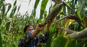 República Rural, Justa y Soberana; política central de Sheinbaum para autosuficiencia