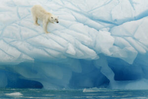 Un oso polar camina en los Glaciares de Groenlandia