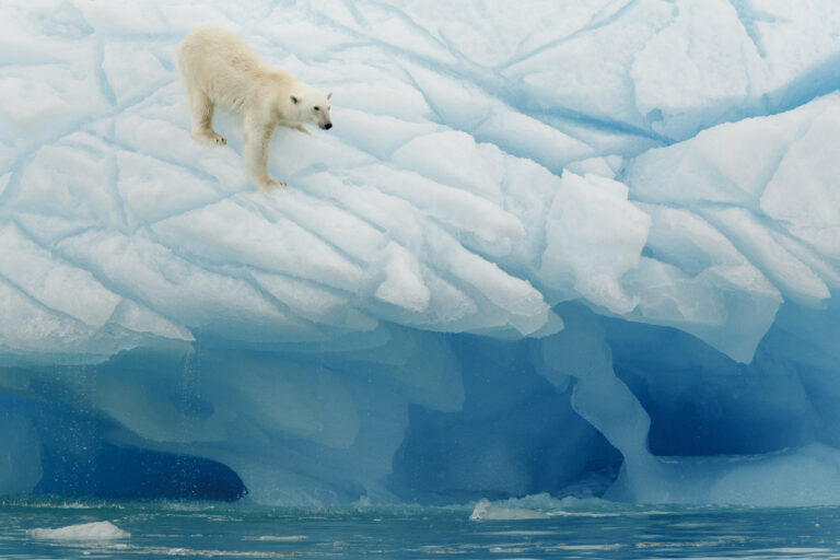 Un oso polar camina en los Glaciares de Groenlandia