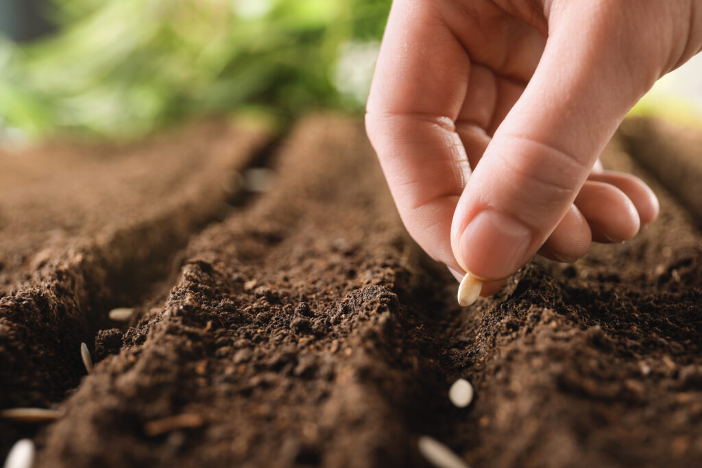 Fertilizantes para siembra