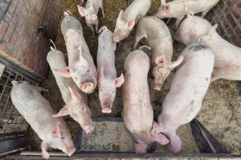 Los nuevos permisos para la producción industrial de cerdos serán negados, debido al daño a la salud y al impacto ambiental