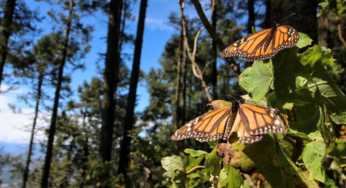 FGR investiga ecocidio en santuario de mariposas monarcas