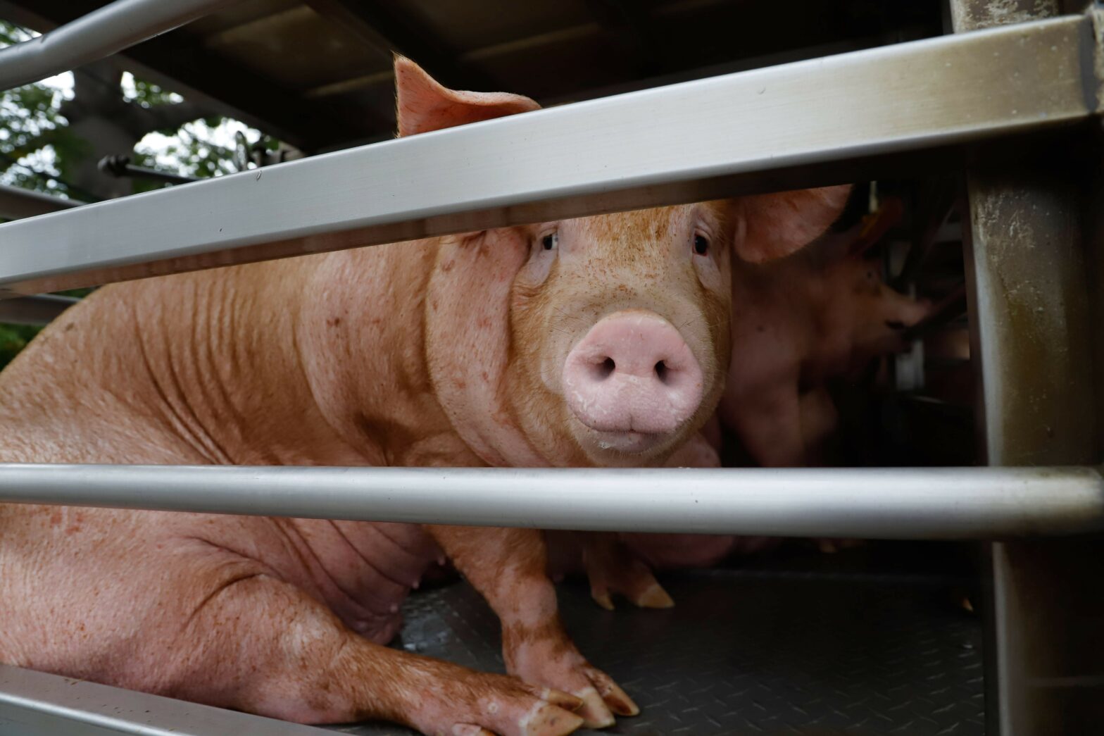 Un cerdo es transportado por un camion de la Industria porcícola