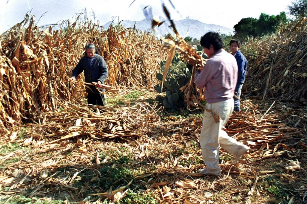 Fertilizantes usados en el campo