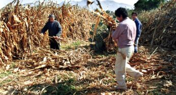 México debe dejar de importar fertilizantes sintéticos