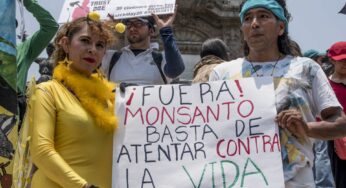 Justicia mexicana no debe amparar a Monsanto y sus transgénicos