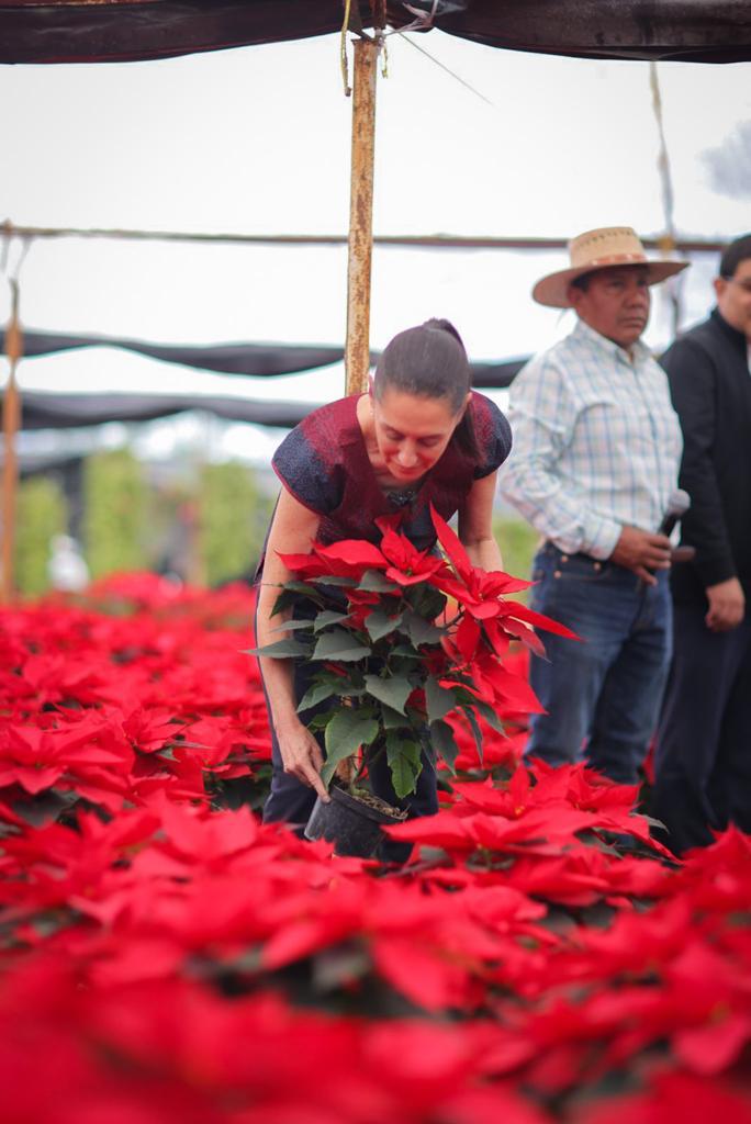 Xochimilco produjo 1 millón 656 mil plantas de nochebuena para venta