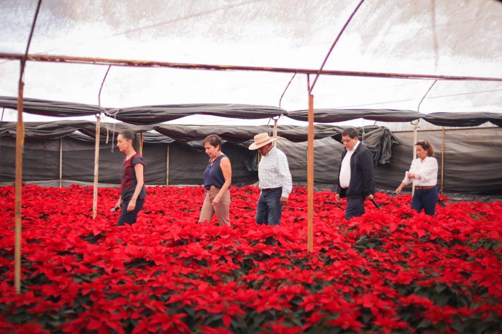 Xochimilco produjo 1 millón 656 mil plantas de nochebuena para venta