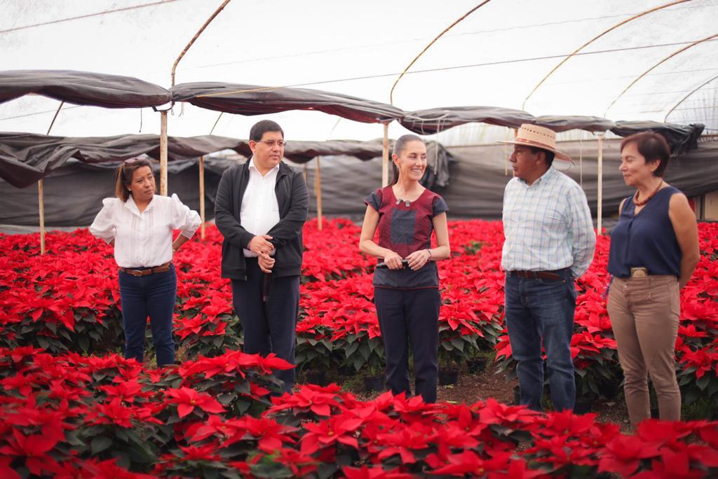 Xochimilco produjo 1 millón 656 mil plantas de nochebuena para venta