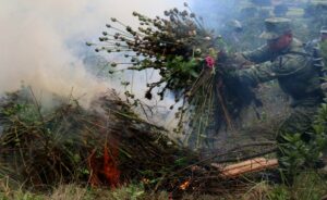 HUEYOTIPLAN, TLAXCALA, 25JULIO2017.- Elementos de la SEDENA perteneciente a la 23 Zona Militar con sede en Panotla, Tlaxcala, ubicaron y destruyeron este martes un plantío de amapola en el municipio de Santa Cruz Tenancingo, del municipio de Hueyotlipan. Dicho plantio es el primer plantío de esta naturaleza que se ubica en la entidad tlaxcalteca. El sembradío abarcaba una superficie de entre mil 600 y mil 800 metros