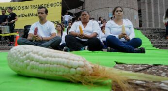 AMLO: No definitivo al maíz transgénico para consumo humano