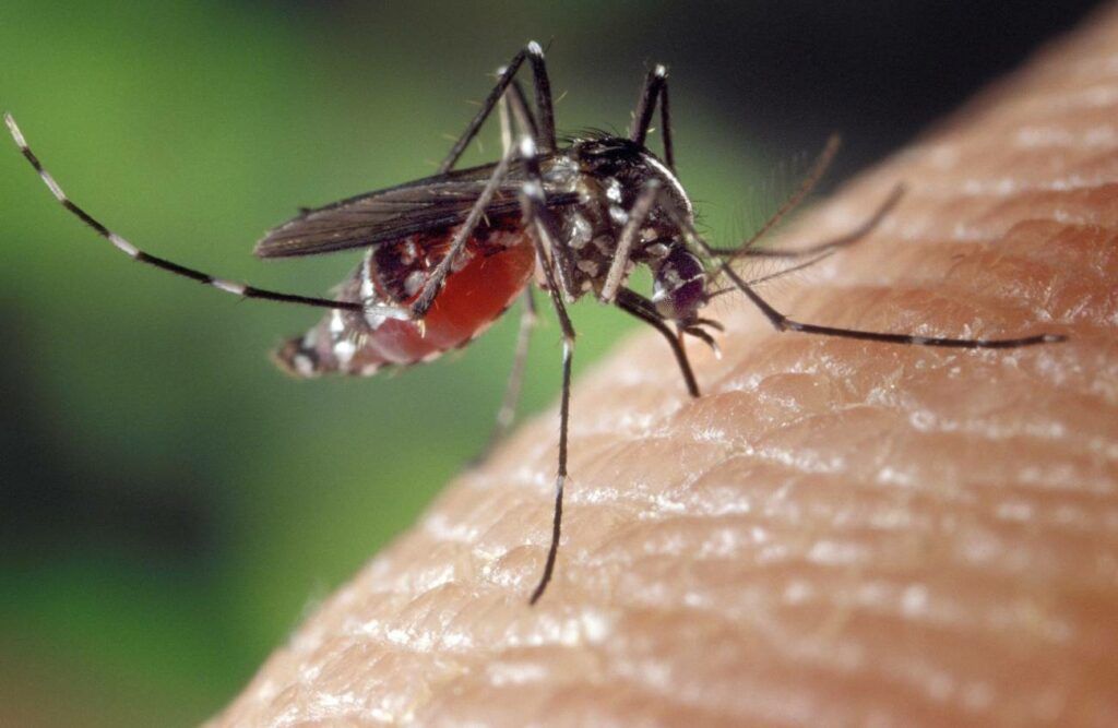 Las condiciones para la reproducción del mosquito Aedes aegypti han incrementado, como consecuencia cada vez habrá más casos de dengue en AL