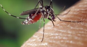 El dengue, ¿una constante en el futuro de América del Sur?